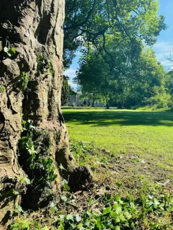 Photo of a tree trunk and greenery with Smarmore Castle rehab clinic in the background